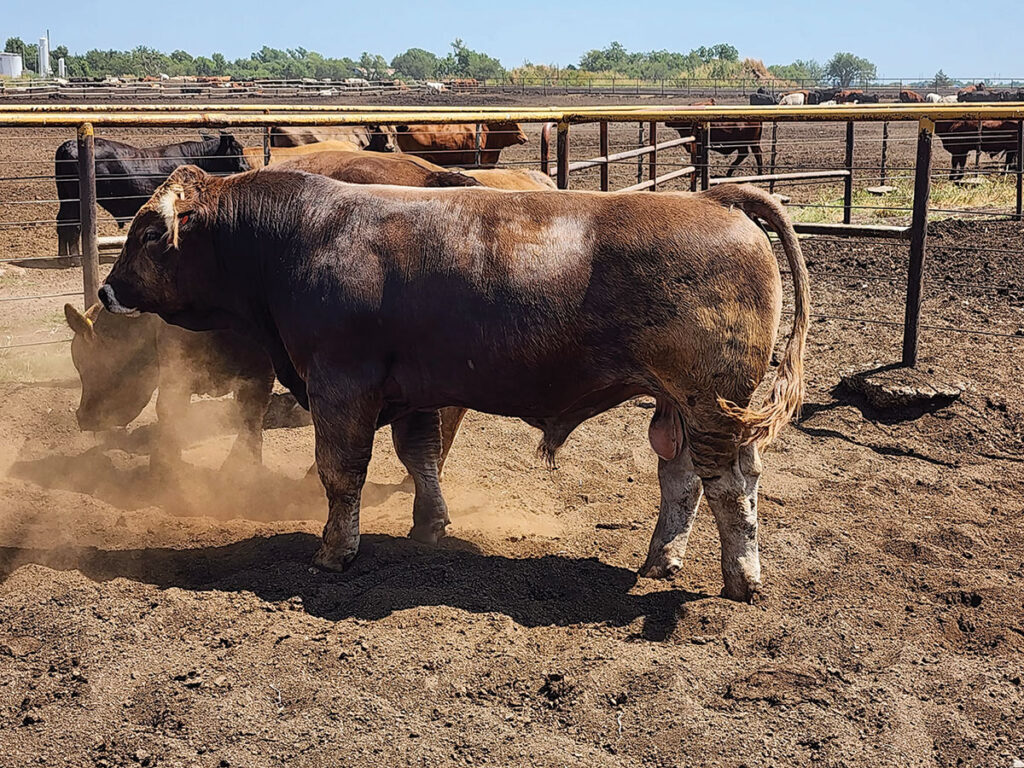 When Colby first began looking into starting his own ranch, he wanted to stand out from the pack. After researching all types of breeds, King said the Braunvieh, which is German for brown cow, was best suited for what he was trying to accomplish. Contributed Photo. 