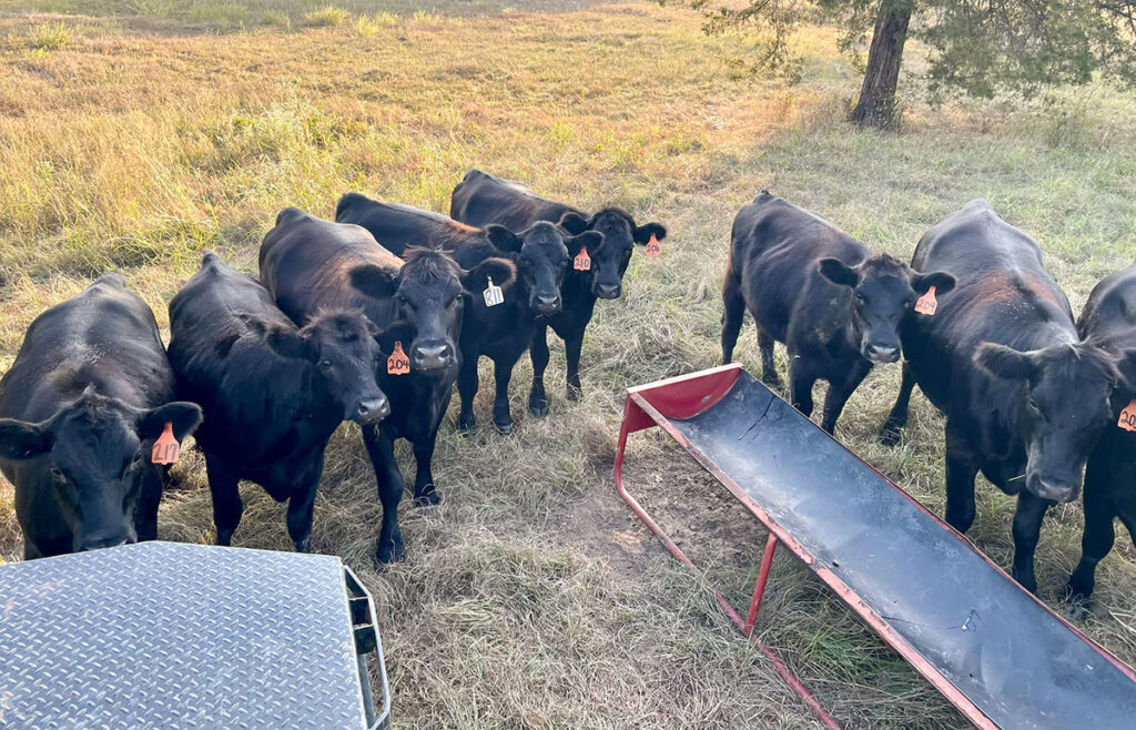 T.J. Martin said he hasn’t done anything fancy or some intricate cross-breeding to make his Angus-influenced cattle for the beef program. Contributed Photo. 