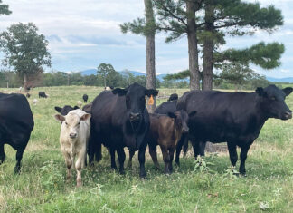 An Honest Approach to Beef