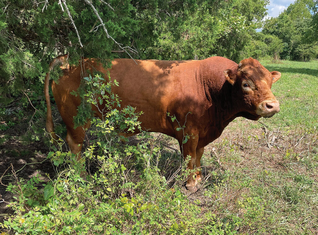 The Akaushi herd began in 2017 at Alderson Farms Akaushi with two purebred bulls and a purebred female, which produced a heifer calf. Rodney and Lisa still have their original Akaushi cow, and at the age of 17, she produced a bull calf in October. Contributed Photo. 