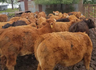 Quality Beef and More