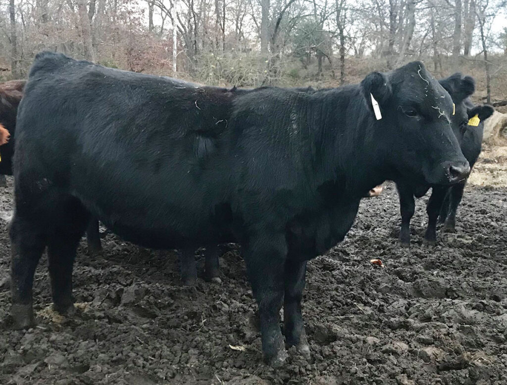 Twenty-three years ago, Jerry and Angela Weber started their married life with 40 acres and 30 cows. Today, the Lamar, Mo., couple and their children, George and Lilly, have expanded their herd and are focusing on producing registered Balancer and Gelbvieh cattle and Angus and Red Angus. Contributed Photo. 