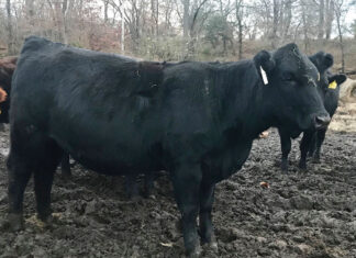 Growing and Getting Better