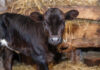Keeping Calves Healthy