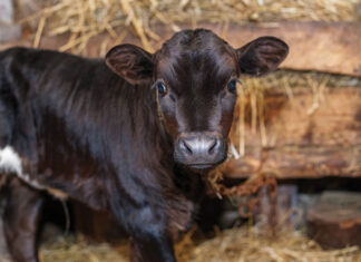 Keeping Calves Healthy