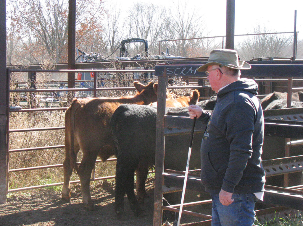 On a 250-acre farm near Hartville, Mo., in Wright County, Dennis and Rhonda Hampton, their son Aaron and his wife Hannah run a unique cattle operation: Hampton Farms. Photo by Brenda Brinkley. 