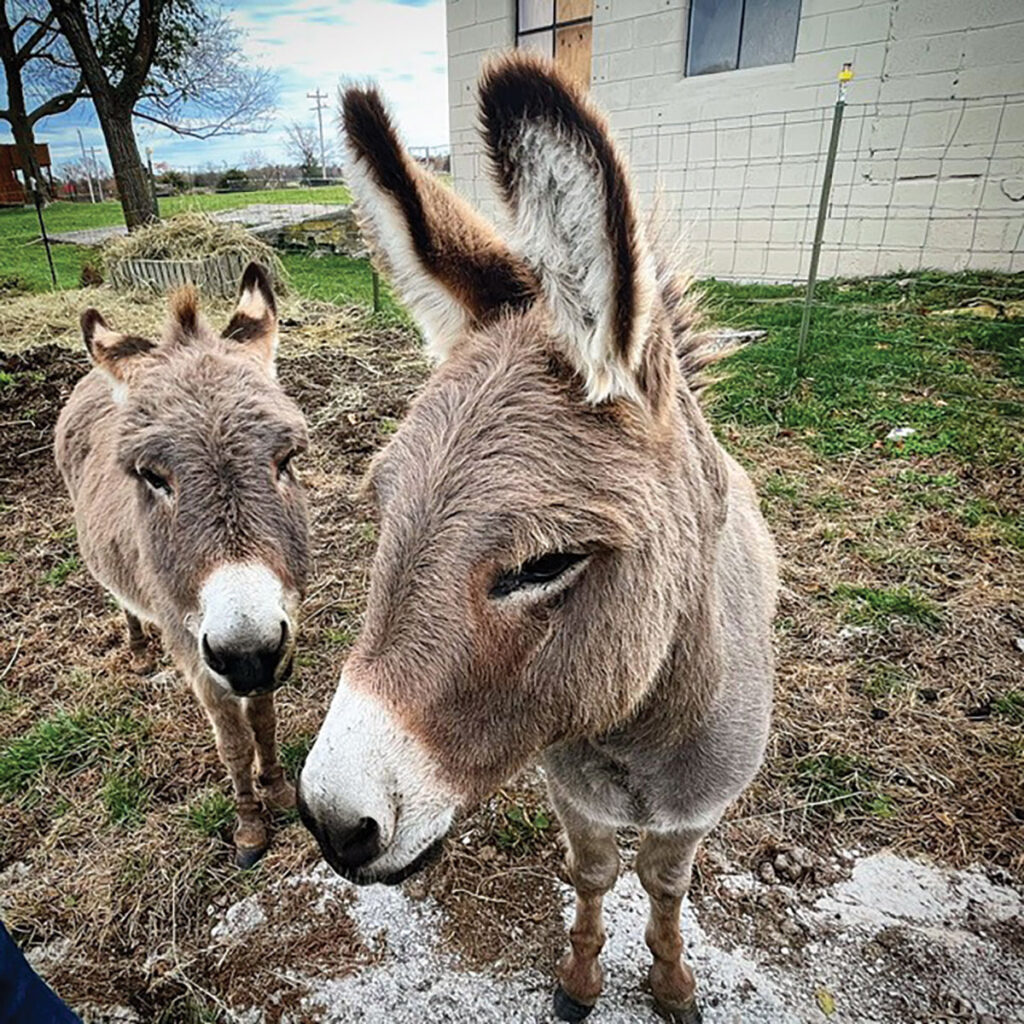 The Sight and Sound theater in Branson, Missouri is where Charity met Tuck and Jasper, the two miniature donkeys that served as actors in several productions prior to, and during the time of Charity’s service, from March 2015 to September 2017. Contributed Photo. 