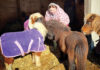 A ‘Little’ Horse Therapy