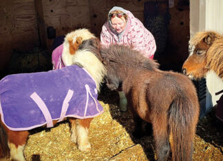 A ‘Little’ Horse Therapy