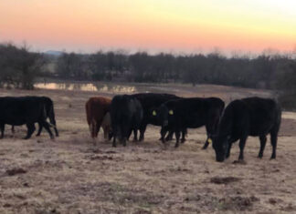 High-Quality Beef from the Bar 51