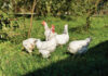 Disease and Infection Control in Small Flocks