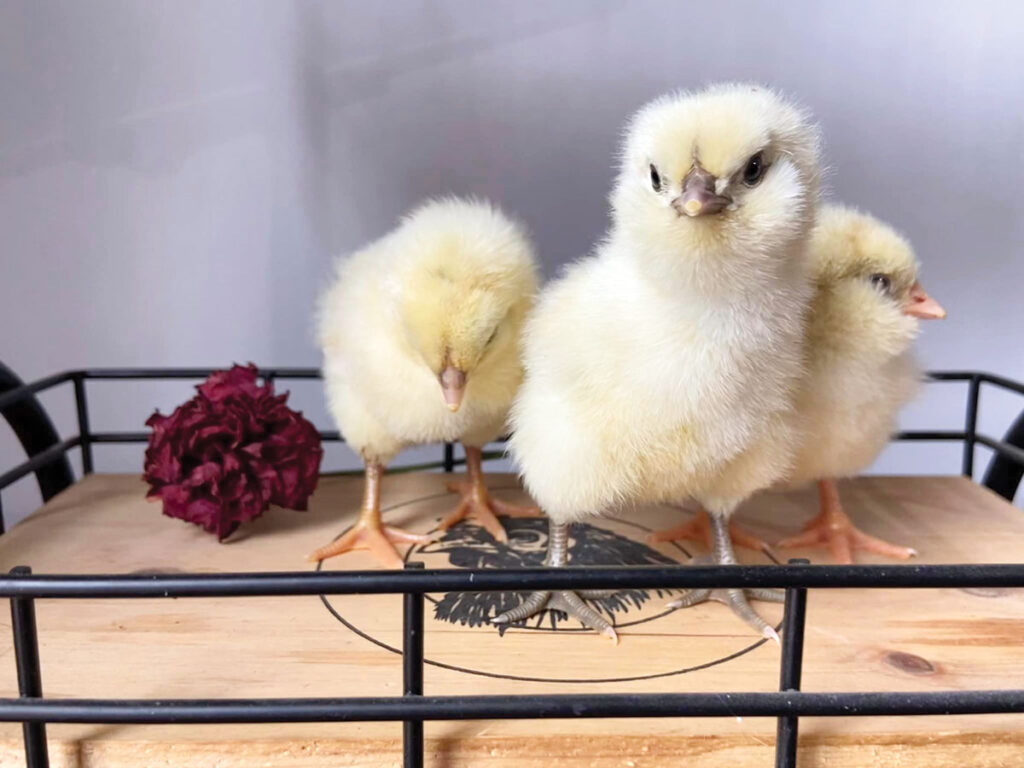 Most of the sales for C&C Farm are hatching eggs and newly-hatched chicks. The farm recently completed NPIP (National Poultry Improvement Plan) testing, which allows Heath and Katlynn to ship birds and eggs. Contributed Photo. 