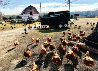 Chicken, Eggs and Beef