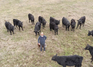 Growing Cattle and Grass For Decades