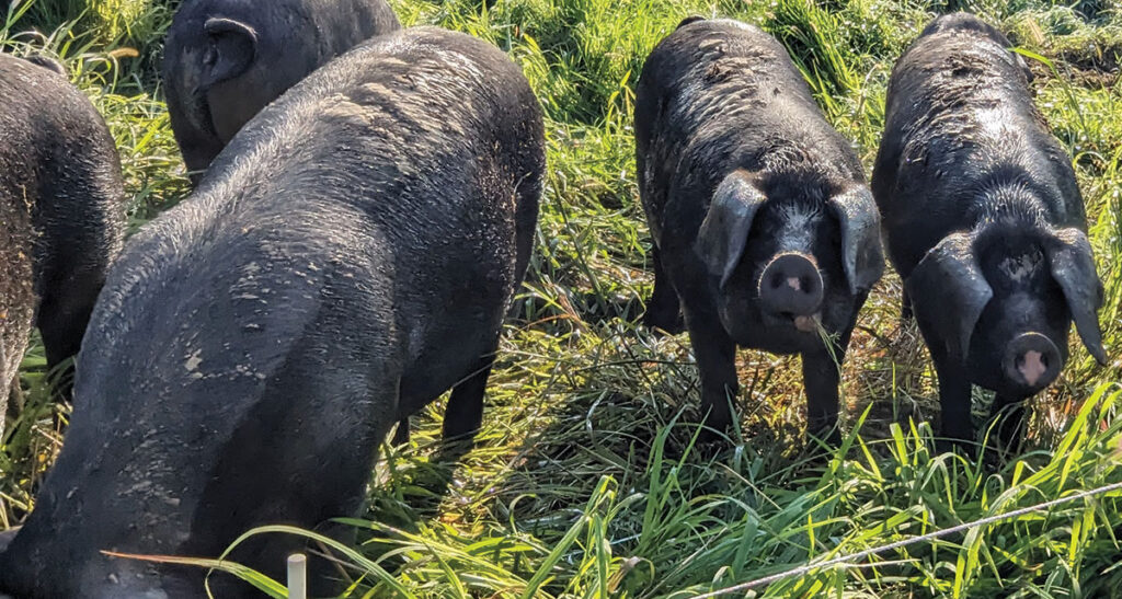 Grazing predominantly on kale and turnips, it takes eight months from the time the pigs are born to the day they are taken to the processing plant. In between, Payne says they live a great life. Contributed Photo. 