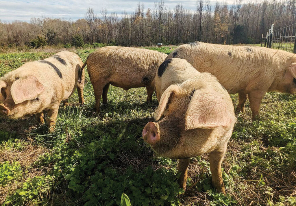 Instead of having to rely on grocery store chains for pork, they didn’t even like, they made the decision to raise their own pigs. Contributed Photo. 