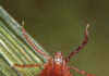 Invasive Tick Species Carries New Disease