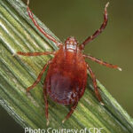 Invasive Tick Species Carries New Disease