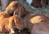 From City Life to Life on the Farm