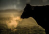 Bringing in the Bulls