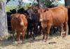 Committed to Grass-Fed Cattle