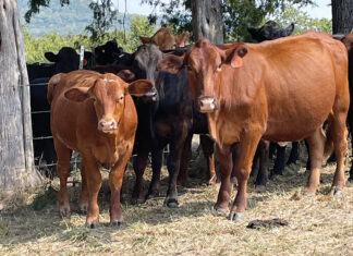 Committed to Grass-Fed Cattle