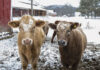 Risks of Calving in Cold Weather
