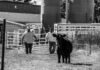 Multi-Generation Cattle Production