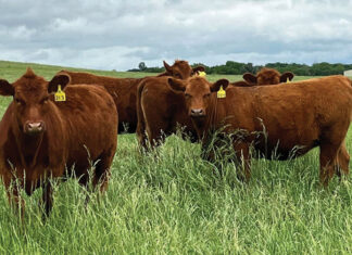 Quality Cattle and Products