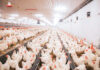 Improving ventilation in poultry houses