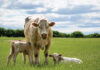 Managing Cow-Calf Pairs on Fescue Pastures