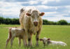 Twin Born Calves Require Special Care
