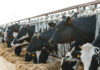 Minerals for Dairy Cows
