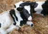 Going Polled