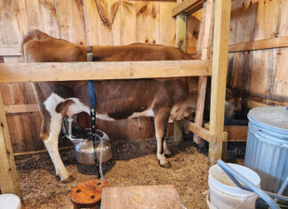 A Labor of Love at Flint Rock Farm