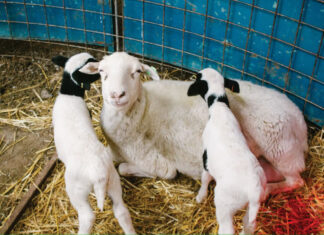 Sustainable, Savory and Small-Scale