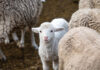 AI and ET Enhance Small Ruminant Reproductive Efficiency