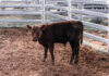 Are You Ready for Fall Calving?