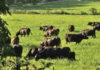Regenerative Grazing Practices