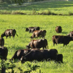 Regenerative Grazing Practices