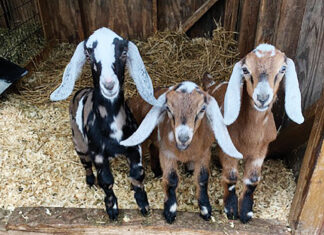 A Balance Between Sustainability and Profitability