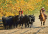 Fall Cattle Checklist