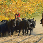 Fall Cattle Checklist