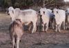 Lone Wolf Ranch Branches Out with Brahmans
