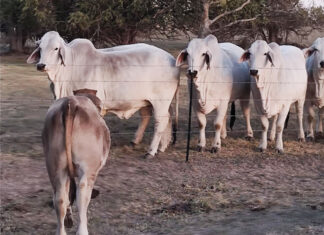 Lone Wolf Ranch Branches Out with Brahmans