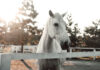 How to Protect Your Animals Through Trusts & Estate Planning