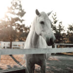 How to Protect Your Animals Through Trusts & Estate Planning