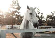 How to Protect Your Animals Through Trusts & Estate Planning