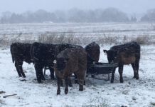 Farmers Prepare for Freezing Conditions to Keep Calves Healthy
