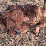 Producers Ready Calves for Winter